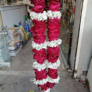 Gul-e-shabnam