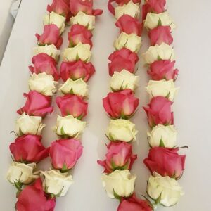 Regal bloom